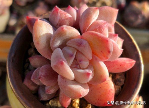環境不好養多肉用大盆？是想一年四季對著一片“青菜”？快換盆吧