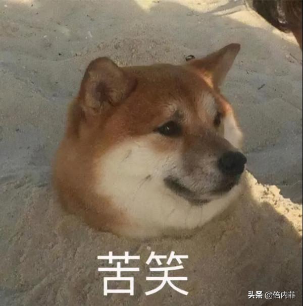 大型雙標現場!為什麼人對貓狗的態度差異那麼大? 大型雙標現場!為什麼人對貓狗的態度差異那麼大?