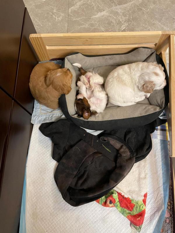 家有小狗初長成