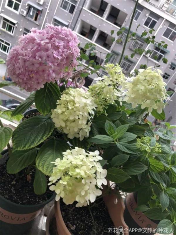 淘米水加點料,沒有異味,肥效能翻10倍,養啥花都旺 淘米水加點料,沒有異味,肥效能翻10倍,養啥花都旺