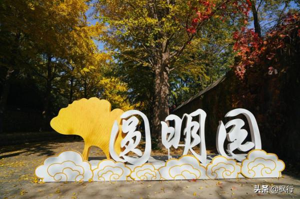 圓明園靠銀杏大道，三色楓樹、溪水秋色、黑天鵝，成為賞秋實力派