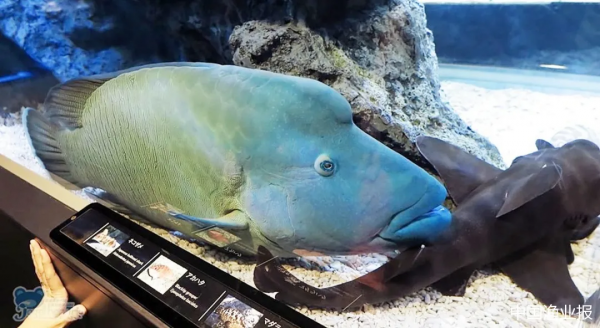 珊瑚礁魚類中的大名星 珊瑚礁魚類中的大名星