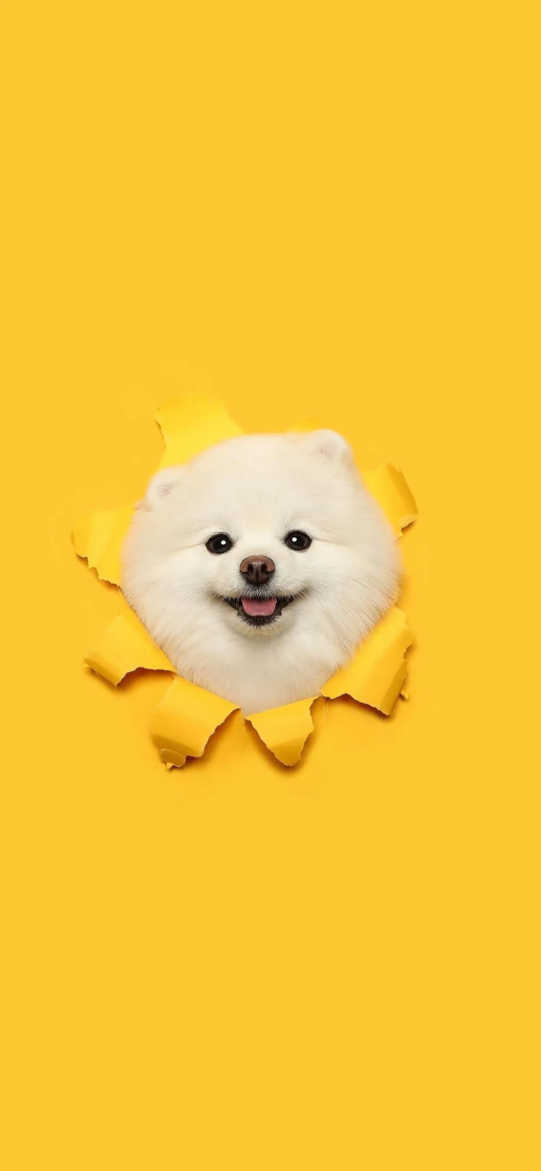 精選高畫質桌布｜可愛寵物狗狗—願您一直擁有狗狗一樣的忠誠