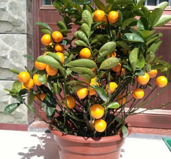 這幾款流行的年宵花，你都買了嗎？不要讓春節沒有趣味