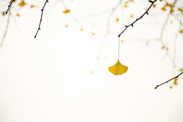 讀史｜倘無千里能，可為伯樂功