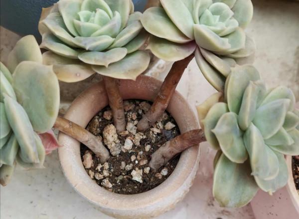 冬天養花忌勤快