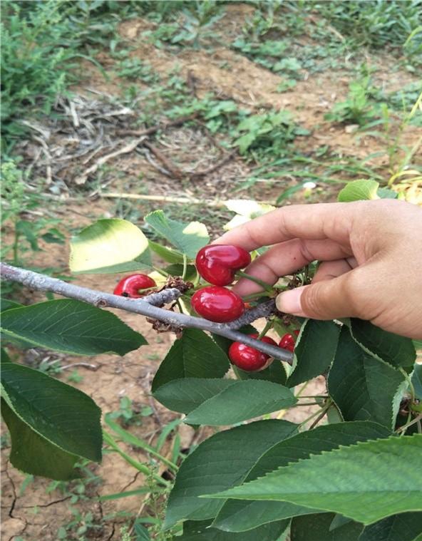 車釐子樹苗品種介紹——車釐子市面上常見品種有哪些 車釐子樹苗品種介紹——車釐子市面上常見品種有哪些