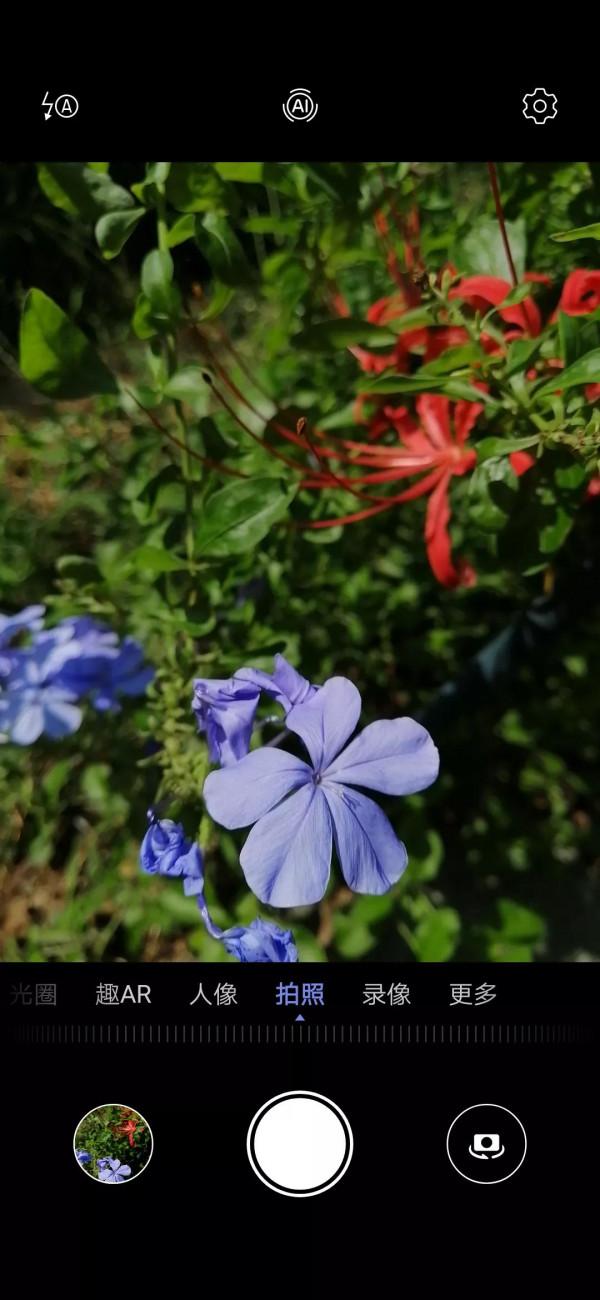 小花園裡秋花正旺，手調曝光補償，拍攝花瓣細節