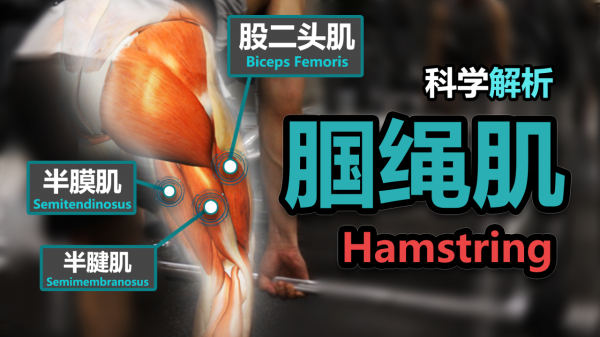 腿部究極訓練解析-膕繩肌！「7篇科學研究」「究極訓練解析」