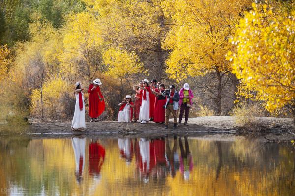 大漠胡楊，戈壁灘上的不朽傳奇
