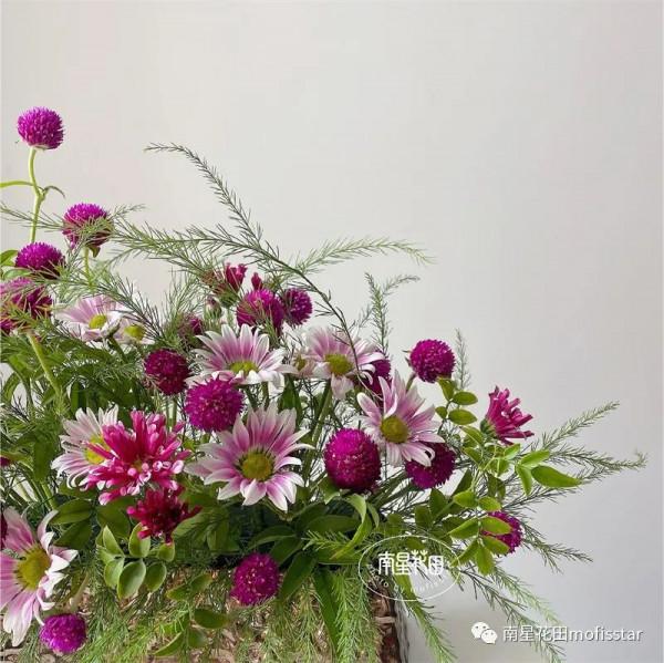 紅風車小菊 · 等風來