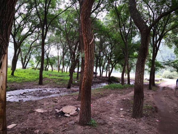 悠悠林海 歲歲情緣