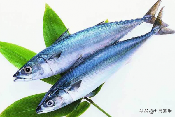 常吃魚好處多!家中常備這5種,營養美味,還能延年益壽 常吃魚好處多!家中常備這5種,營養美味,還能延年益壽