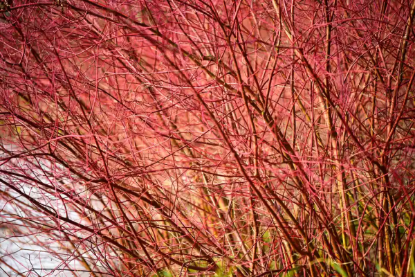 40種適合庭院花園的常見灌木植物，你認識它們嗎？