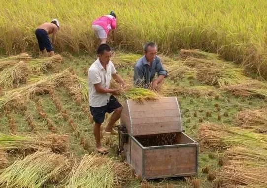 茂名習俗:鄉村人分家,大哥住舊屋,小弟住新屋…… 茂名習俗:鄉村人分家,大哥住舊屋,小弟住新屋……