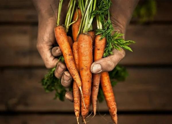 一些冬季蔬菜，在寒冷季節非常特別，對人體有各種各樣好處（2）