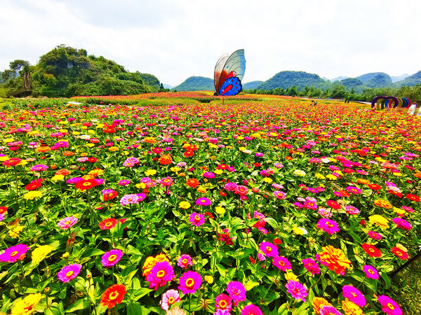 百里杜鵑:彝山花谷景區進入盛花期 中秋國慶賞花正當時 百里杜鵑:彝山花谷景區進入盛花期 中秋國慶賞花正當時
