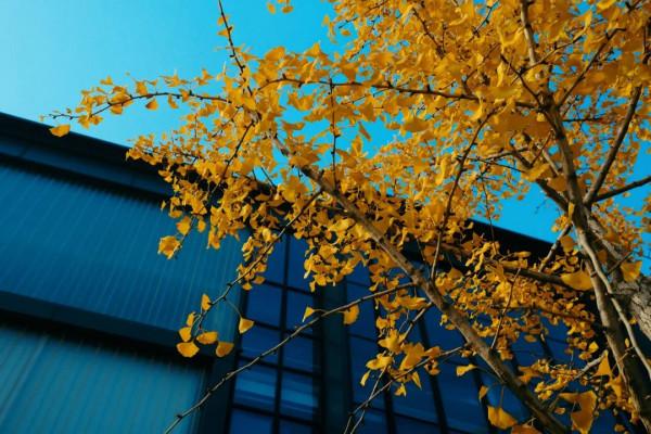 美成一個童話，只想在科學城的秋中多呆一會！