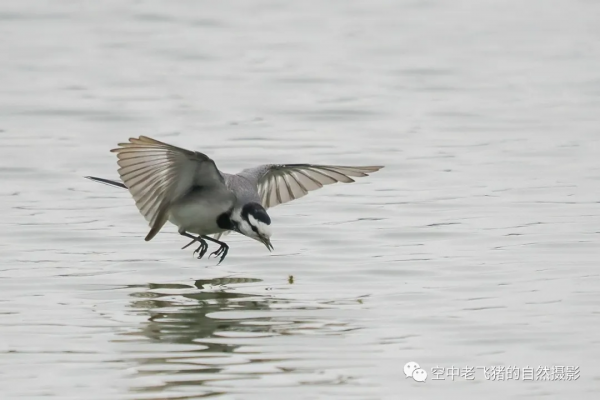 一劍封喉——新機OM-1拍鳥深度測評