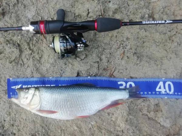 別急著把魚竿收起來,冬天照樣可以玩微物 別急著把魚竿收起來,冬天照樣可以玩微物