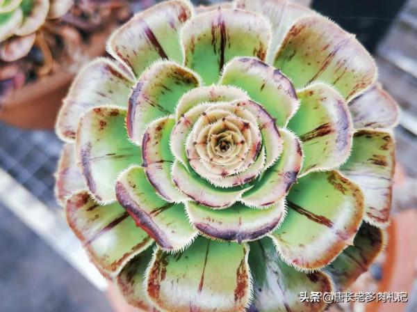 法師多肉都成功度夏了?來看秋天它們啥時候甦醒,以免陰溝裡翻船 法師多肉都成功度夏了?來看秋天它們啥時候甦醒,以免陰溝裡翻船