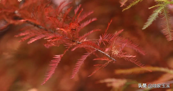 這個地方，會紅到你的心裡去