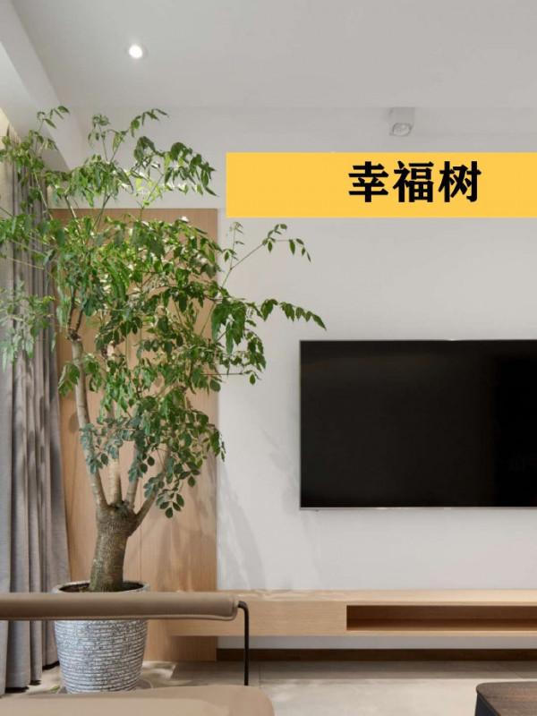 客廳裡差了點意思，可能不是裝修不好，而是你缺這9種綠植做點綴