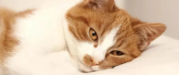 原來我的貓一直長了2顆心，快來看看你家的有嗎