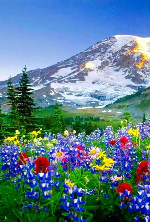 美爆了！！！雪山下的花海