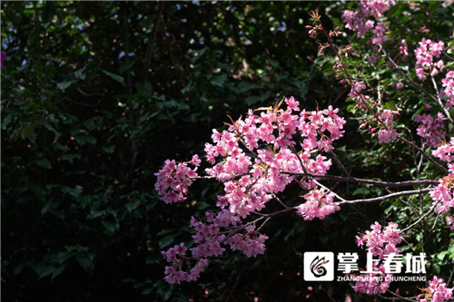 新年伊始 官渡古鎮已美成“世外櫻園”