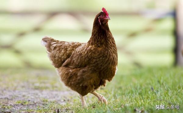 養了十八年的老母雞不能吃!吃了就會化成水 養了十八年的老母雞不能吃!吃了就會化成水