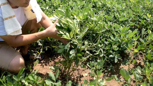 種花生，烯效唑什麼時候用？注意2個時期，結果多，產量高