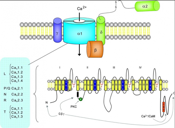 專家述評丨重視在Lambert-Eaton Myasthenic Syndrome等神經系統疾病檢測N型電壓門控鈣通道抗體