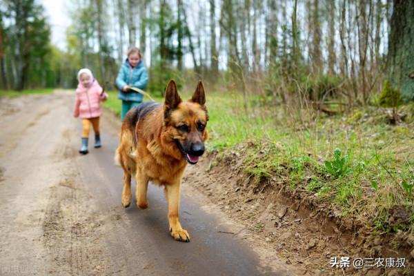 農村幾乎家家都喜歡養狗,農村養狗與城市養狗之間的區別在哪裡? 農村幾乎家家都喜歡養狗,農村養狗與城市養狗之間的區別在哪裡?
