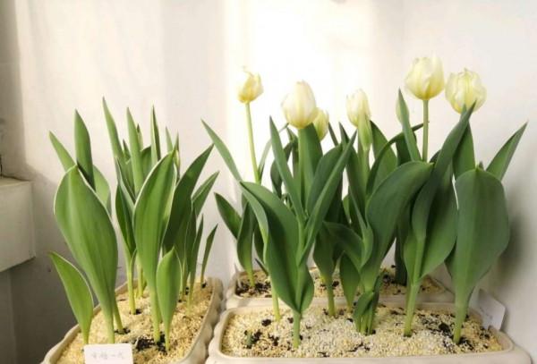 不能養在室內的五種花，別瞎往屋裡搬