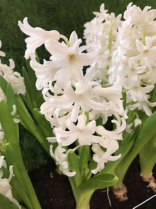 不怕冷的花,零下15度也能長得旺,冬天養正合適 不怕冷的花,零下15度也能長得旺,冬天養正合適