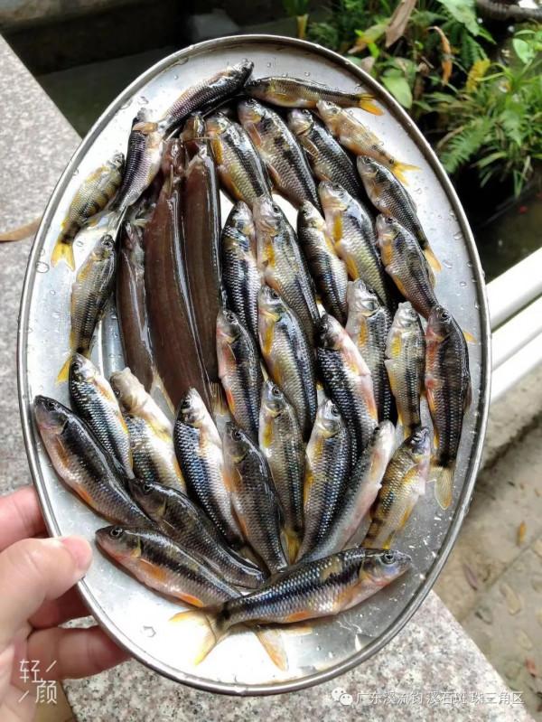 釣點 美景 魚獲——我們在路上（尋找溪釣 探釣點）