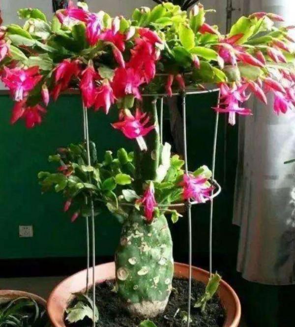 6種“懶人花”，看著很普通，養著很“實惠”，養得越久越覺得好