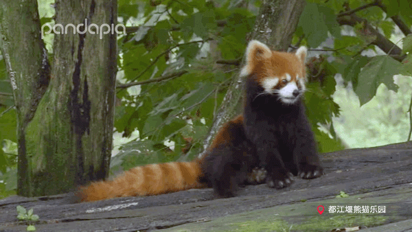 這哪裡是熊貓啊！這不是每天上班上學的我嗎