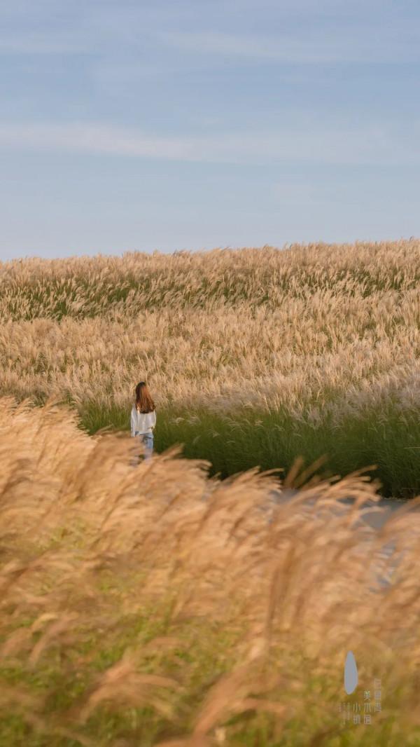 蘆葦搖，花絮飄！快來拍美美的冬季浪漫大片吧！