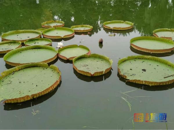 中秋去這裡遊玩,能看國寶,能賞荷花,還能逛過癮! 中秋去這裡遊玩,能看國寶,能賞荷花,還能逛過癮!