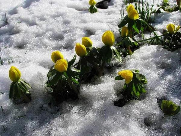 冬菟葵～頂生一朵黃花，花期冬季至早春