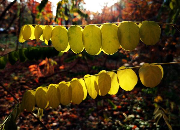 秋 韻 賦----《蝶變回天》北京天通苑靚麗美景拍不完（18）