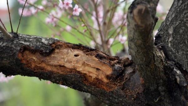 2月份的桃樹有哪些管理要點？哪些事項需要格外注意？