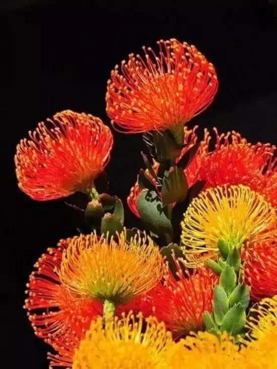 世界金獎醉美的花卉