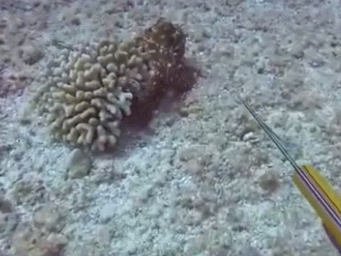 不講道理的天敵相剋:一物降一物,來看看海洋生物的食物鏈 不講道理的天敵相剋:一物降一物,來看看海洋生物的食物鏈