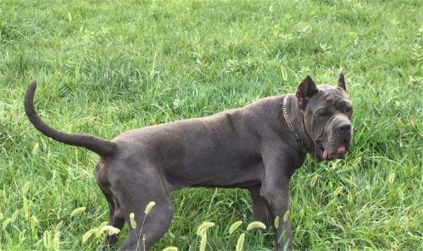 我國被“禁養”的10種猛犬，你以為藏獒的戰鬥力真的很弱嗎？