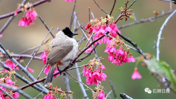 鳥語花香醉遊人，石獅春光藏不住