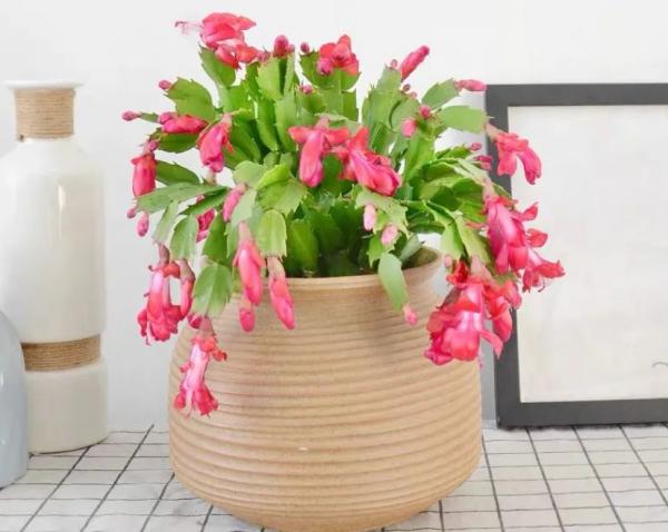 養蟹爪蘭,怎麼催花?沒有磷酸二氫鉀就用它,1個月1次 養蟹爪蘭,怎麼催花?沒有磷酸二氫鉀就用它,1個月1次