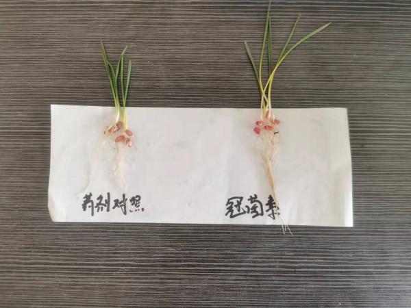 都說低溫影響種子出苗,影響究竟有多大?看了你就知道了 都說低溫影響種子出苗,影響究竟有多大?看了你就知道了